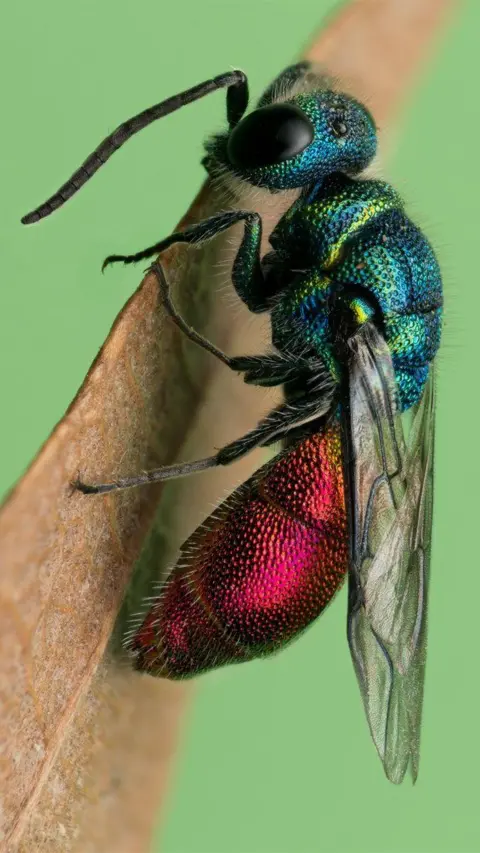 Jimmy Reid A Ruby Tailed wasp at Musselburgh Lagoons in East Lothian