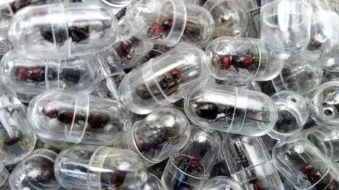 KWS Close-up showing several live ants contained in clear test tubes