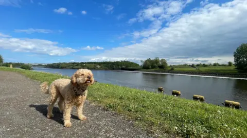 CraigRich A light brown dog on a riverside pathway has its head raised and eyes partly shut as if it is enjoying the warm weather. It is on a gravel pathway. There is a grass border next to it and then a still lake after that. The sky above is blue with some clouds.