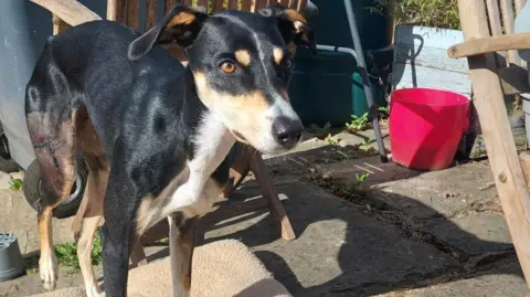 Nova, a black Saluki-Collie dog, standing with her injured back right leg stitched up and recovering at her home.