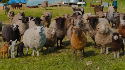 A picture of CGI sheep used in the film, based on sheep from the farm. 