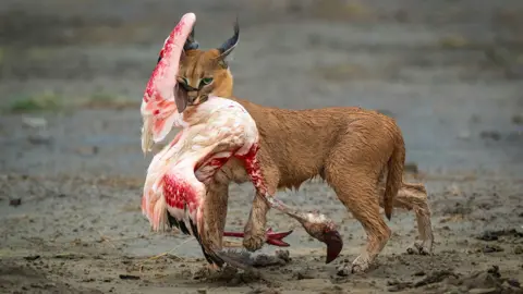 Caracal gripping a bloody flamingo mid-hunt on a sandy lakeshore.