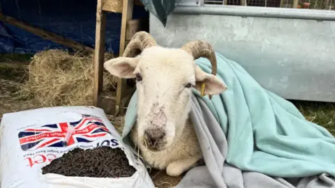 Lotus Lamb & Sheep Sanctuary A horned sheep sitting with a large bag of pellets and covered in blue and grey blankets.