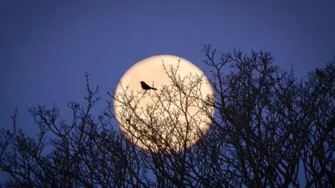 The silhouette of a bird perched on the top of some tree branches with a full moon beaming in the back. 