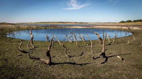 Getty Images A 2022 picture of Colliford in Cornwall showing tree branches and a depleted lake.