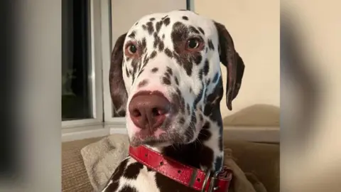 A black and white dalmation dog faces the camera. It is wearing a red leather collar and is sitting on a brown coloured sofa.