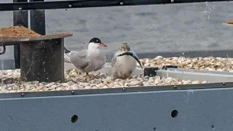 Two terns, one holding a fish in its beak, on a raft at Rainton Meadows Nature Reserve. The raft's bed is covered in stones and has a protective glass around it.