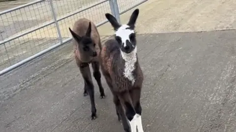 Sheffield City Council Two baby llamas - one brown, the other brown with white patches, stand looking at the camera.