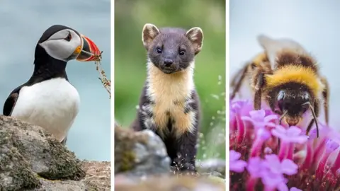 Getty Images A composite picture featuring an Atlantic puffin on a rock, a pine marten and a bumblebee on a plant.