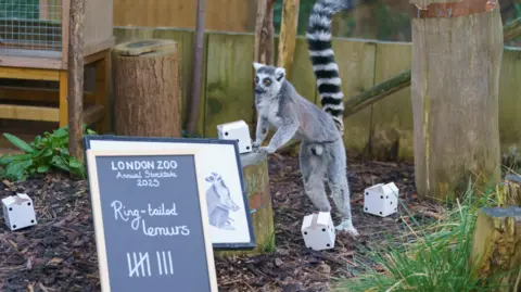 ZSL A grey and black ring-tailed lemur and a board with a tally of the animals on 