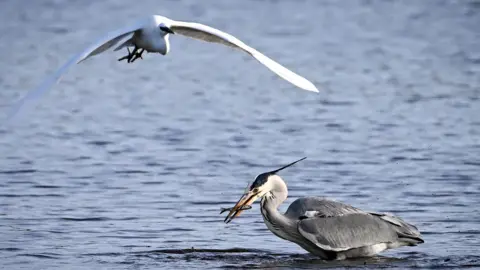 A grey heron catches a fish as a little egret flies over at Lodmoor Nature Reserve