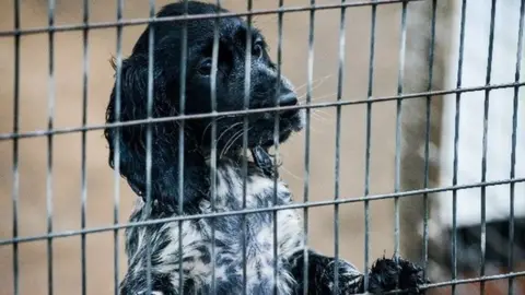 Dogs Trust Befa, a puppy being cared for by the Dogs Trust