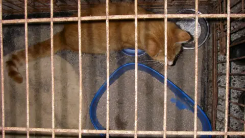 A ginger cat in a cage, taken from a above. There is a litter tray and an empty food bowl in the cage.