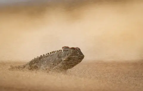 Dewald Tromp A Namaqua chameleon emerges from a cloud of blowing sand, with its head and upper body rising above the rippled desert surface. Its rough, textured skin and a row of small raised scales along its back are clearly visible, while swirling sand creates a hazy, monochromatic desert scene.

