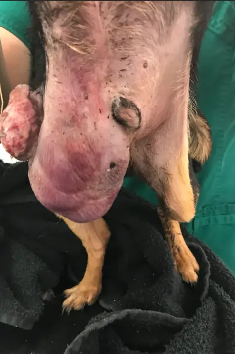 RSPCA Eddie's growth