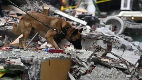 Getty Images A sniffer dog takes part in the search for survivors in Mexico City on September 21, 2017