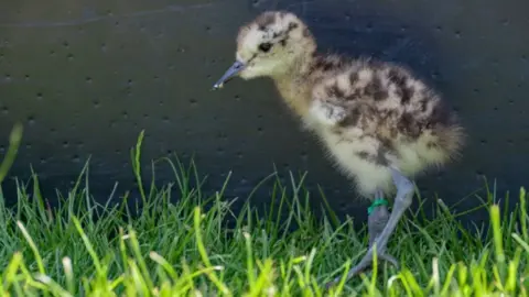 Wildfowl and Wetlands Trust Curlew chick