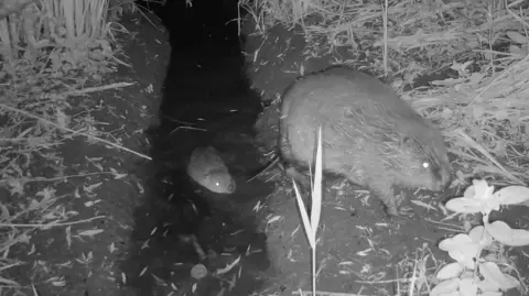 Pensthorpe Natural Park Black and white image of two beavers. An adult female has climbed out of a water-filled ditch onto a bank while another, a baby is behind her in the ditch. The area either side of the ditch is covered with large shards of straw-like material.