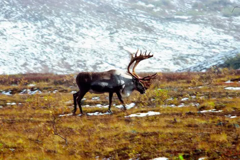 Arctic National Wildlife Refuge: The animals at risk from Alaska oil ...