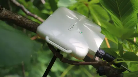 RBG Kew A white-coloured monitor attached to the branch of a tree.