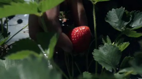 Close up strawberry