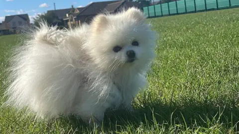 Joanna Wade A fluffy white Pomeranian dog is looking towards the camera with big black eyes. He is standing on grass.