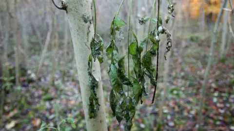 PA Ash dieback disease
