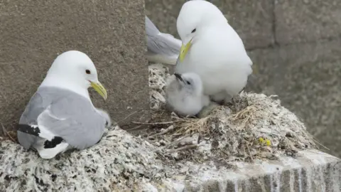 Daniel Turner Kittiwakes nesting on the bridge