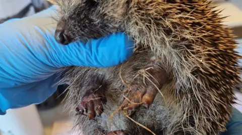 Lucky Hedgehog Rescue An injured hedgehog is being held up by someone wearing blue gloves. It has damage to its paws which look quite sore. It is looking to the side.