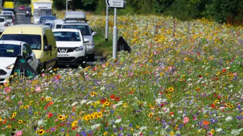 Pictorial Meadows Rotherham's river of flowers