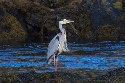 Andrew Briggs A grey heron stands in shallow blue water near dark, rocky shoreline vegetation, facing to the right with its long legs partially submerged.