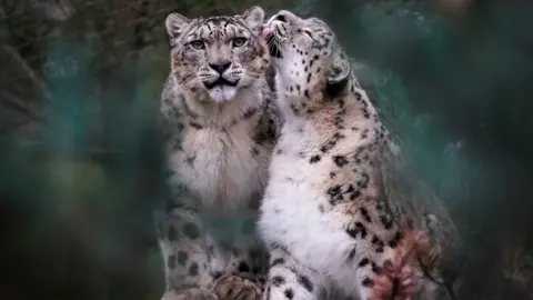 Jason Brown Indeever and Irina