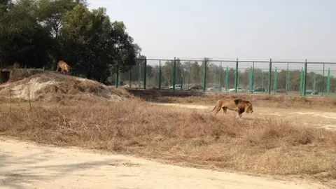 BBC Lions at Lahore Safari