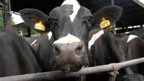 BBC Friesian cow