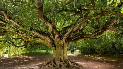 Emmanuel Boitier duke qarë pemën e ahut në Francë