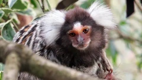 A marmoset monkey that has a brown face with white hair sticking out the side of his head. 