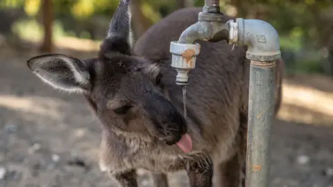 Getty Images A kangaroo drinking from a garden tap