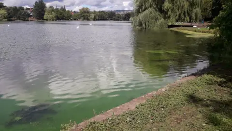 NRW The blue-green algae in the water