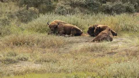 Evan Bowen-Jones European bison