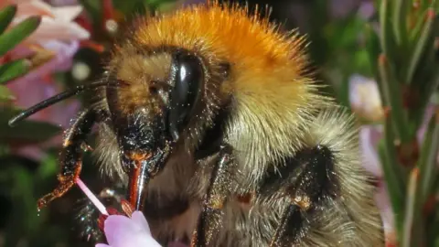 GRAHAM MAKEPEACE-WARNE A close-up of a bee extracting nectar from a delicate pink flower.