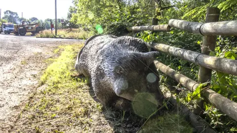 Chris Prichard The bear lying on the verge