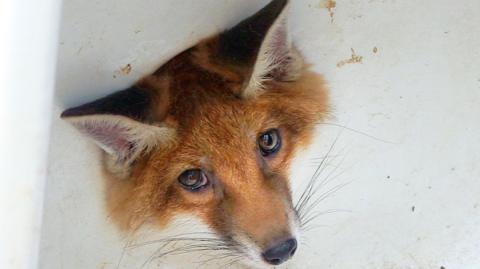 Fox head poking out of a sink plughole