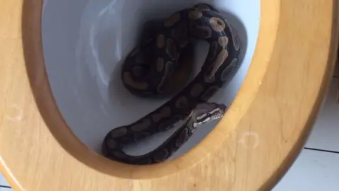 Laura Cowell Snake coiled up in a domestic toilet