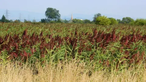 Getty Images The Gwent Levels