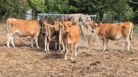A number of Jersey cows in a pen next to a feed full of Hay. One of the cowes is looking straight at the camera. 