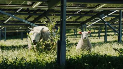 JE Sheep munching grass under solar panels