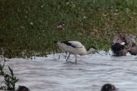 Steve Pick RSPB Middleton Lakes A grainy image of Britain's oldest avocet. It can be seen wading in water with its black and white feathers, with greenery in the background