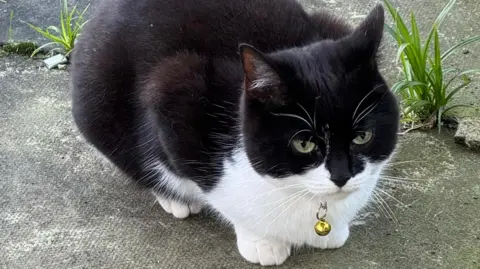 Laura Racey A black and white cat crouches on the ground. It has a gold bell dangling from its collar. 