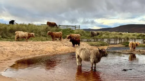 Dominic Turner Nine Highland cattle on a beach, most of them are on land and one is in the foreground, standing in water.