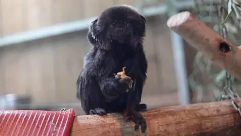 A little black monkey sat on a branch eating what appears to be an insect. It's very fluffy and sweet.